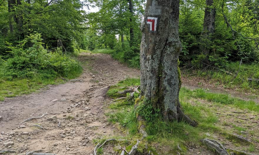 Red trail on the ridge of the Jaworzyna Krynicka Range