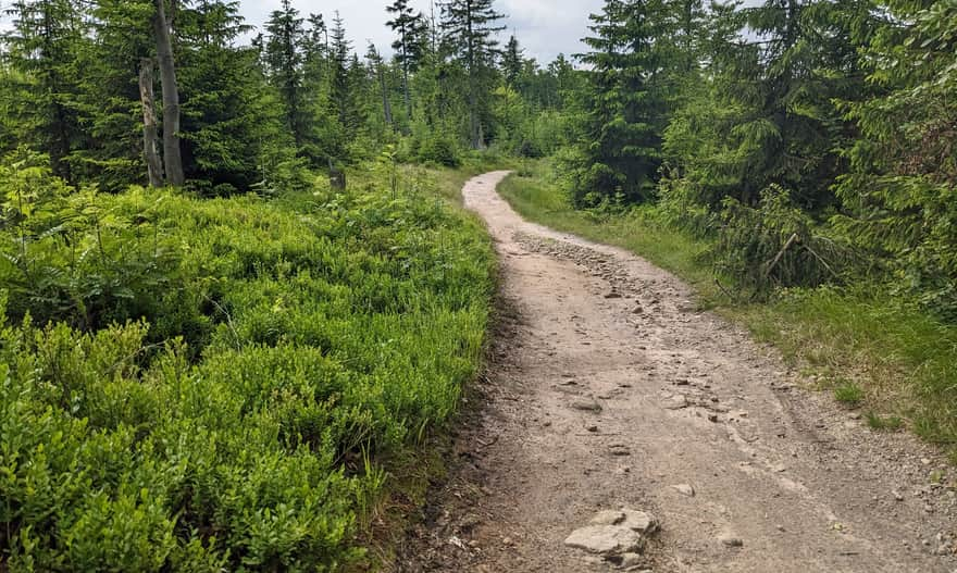 Red trail on the ridge of the Jaworzyna Krynicka Range