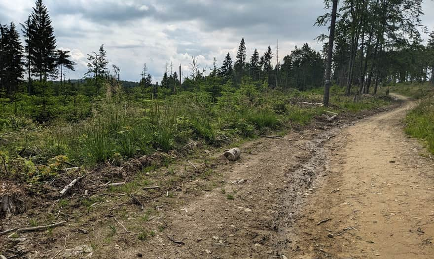 Red trail on the ridge of the Jaworzyna Krynicka Range