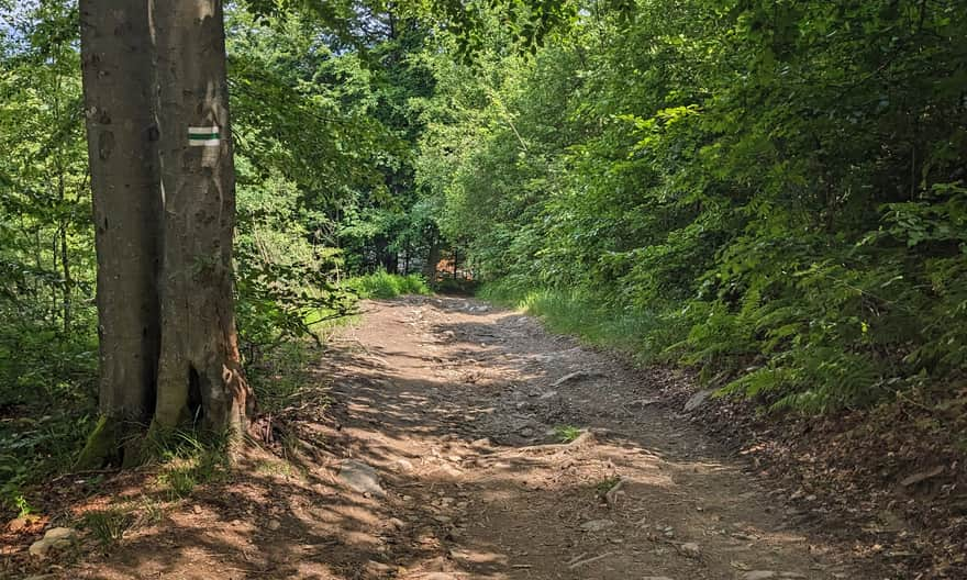 Green trail connecting the PTTK Shelter under Jaworzyna Krynicka with the red ridge trail