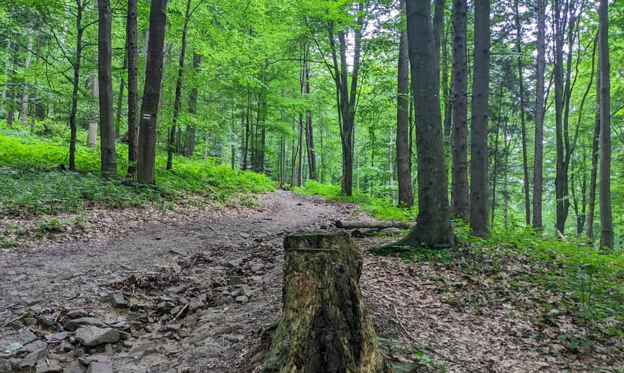 Green trail to Jaworzyna Krynicka