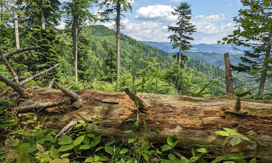 Rozdroże Mićkowskie - viewpoint to the east. View of the Jaworzyna Krynicka Range on the other side of the Poprad Valley