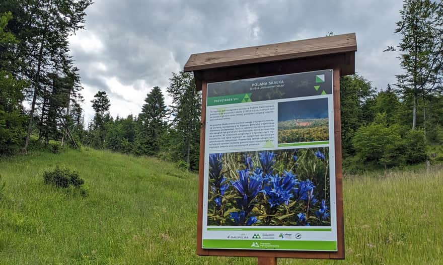 Skałka Clearing