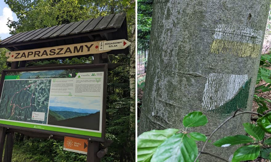 Rogasiowy szlak - ścieżka edukacyjna w Dolinach Roztoki Wielkiej i Roztoki Małej.