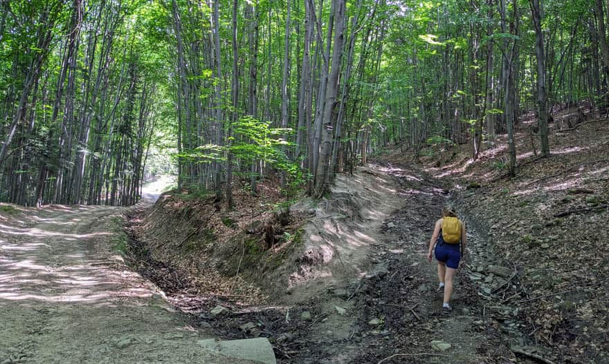 Red trail from Rytro to Kretówki and Cyrla