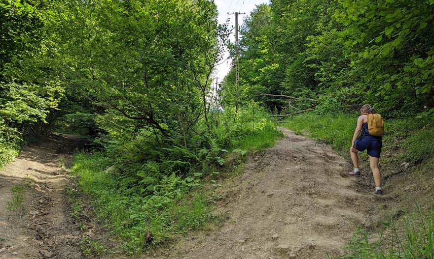 Poorly marked road intersection on the red trail from Rytro to Kretówki and Cyrla