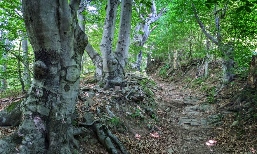 Enchanting beech gorge between Kretówki Meadow and Cyrla Mountain Hut