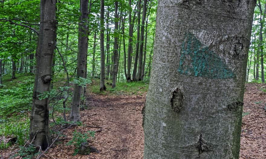 Nature trail leading from the red trail to Czarci Kamień