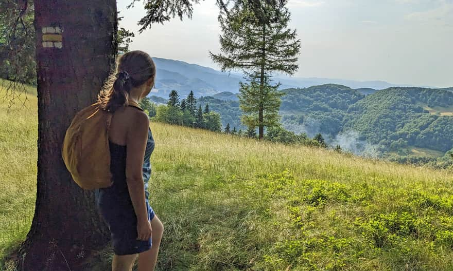 Yellow trail: Piwniczna Zdrój - Jarzębaki - Hala Łabowska