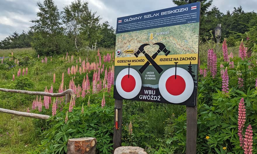 Hala Łabowska and Main Beskid Trail