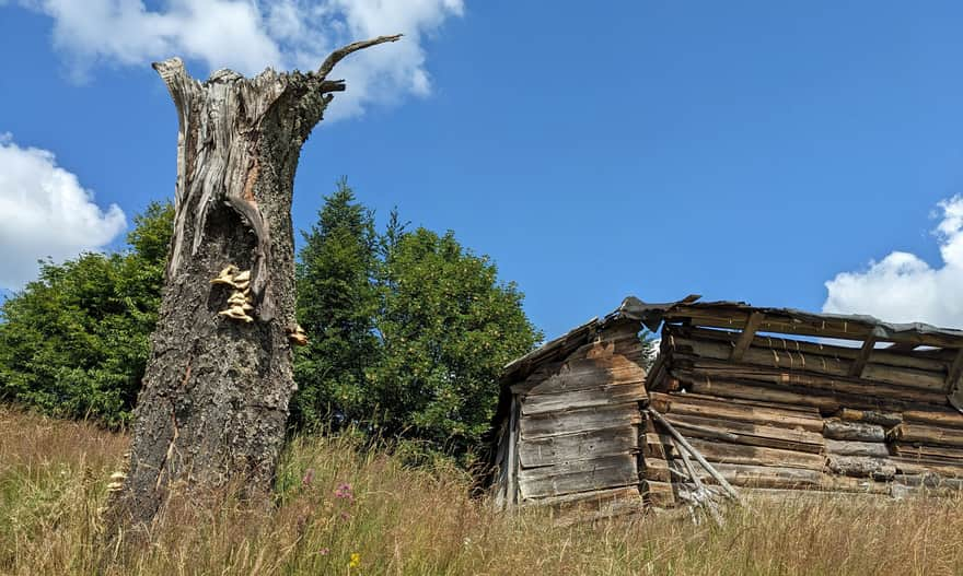 Polana Poczekaj