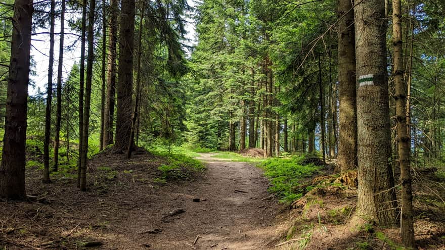 Beginning of the forest section of the trail near the pass