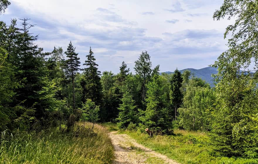 Trail from Obidza to Eliaszówka