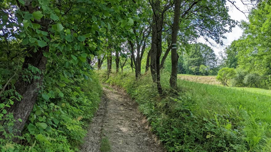 Zielony szlak - okolice miejscowości Piwowary