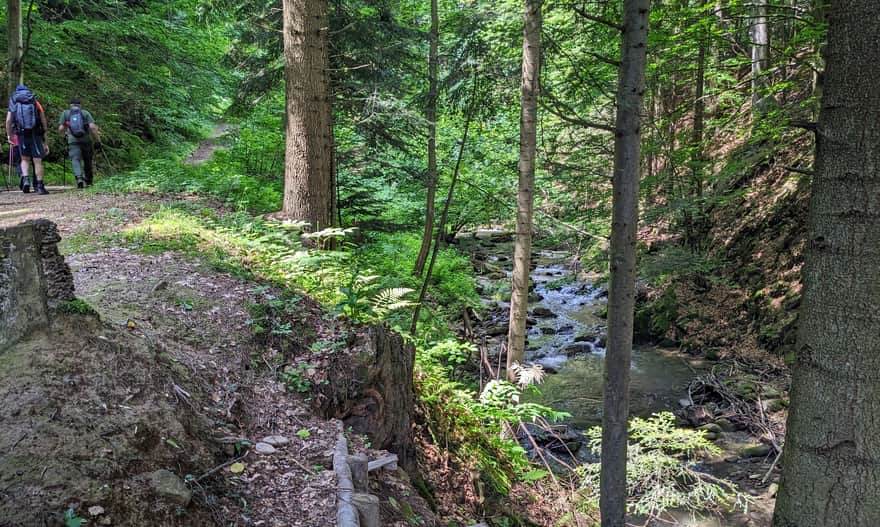 Yellow trail from Rytra to Przełęcz Żłobki - path along Roztoka Wielka stream