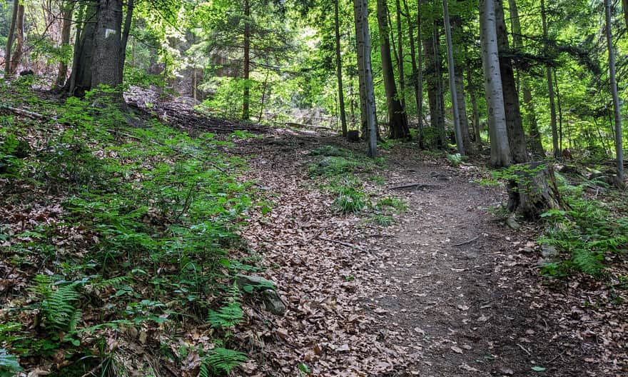 Yellow trail from Rytra to Przełęcz Żłobki - steep ascent on the slopes of Jaworzyna