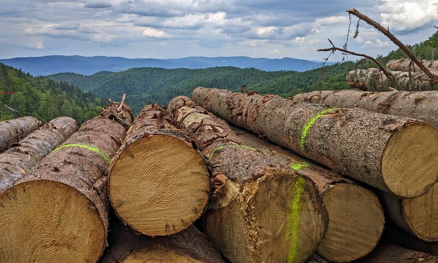 Przełęcz Żłobki (1106 m n.p.m.). Widok na wschód - Pasmo Jaworzyny Krynickiej w całej swojej okazałości!