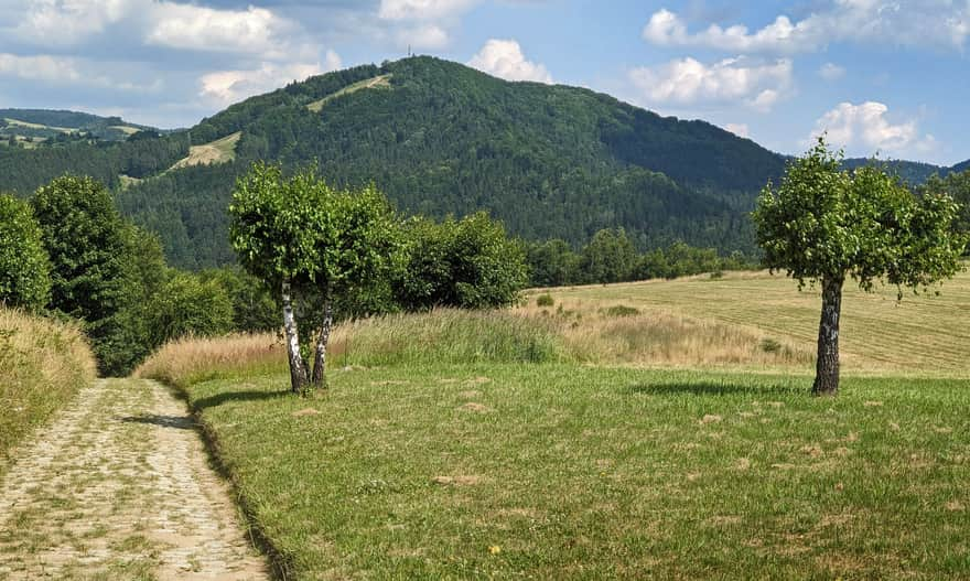 Żółty szlak Piwniczna Zdrój - Kamienny Groń - Niemcowa. Widok na Kicarz