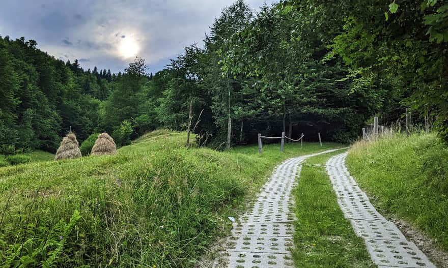 Żółty szlak Piwniczna-Zdrój - Kamienny Groń - Niemcowa. Fot. Krzysiek