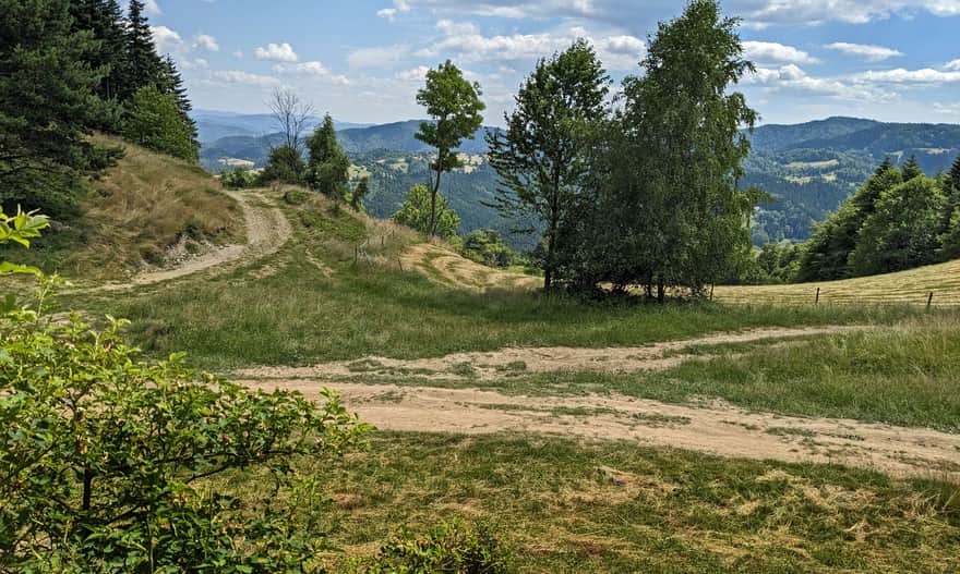 Yellow Trail Piwniczna Zdrój - Kamienny Groń - Niemcowa