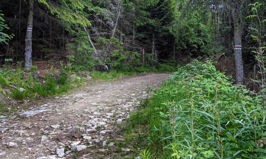 For comparison: gentle ascent on the red trail to the summit of Radziejowa from Przehyba