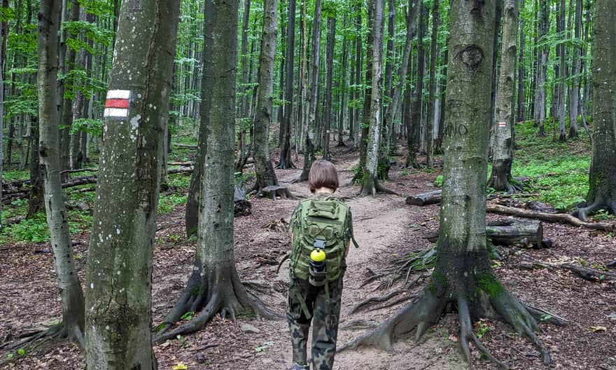 Red trail from Ustrzyki Górne through Szeroki Wierch to Tarnica