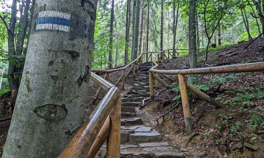 Blue Trail to Tarnica from Wołosate