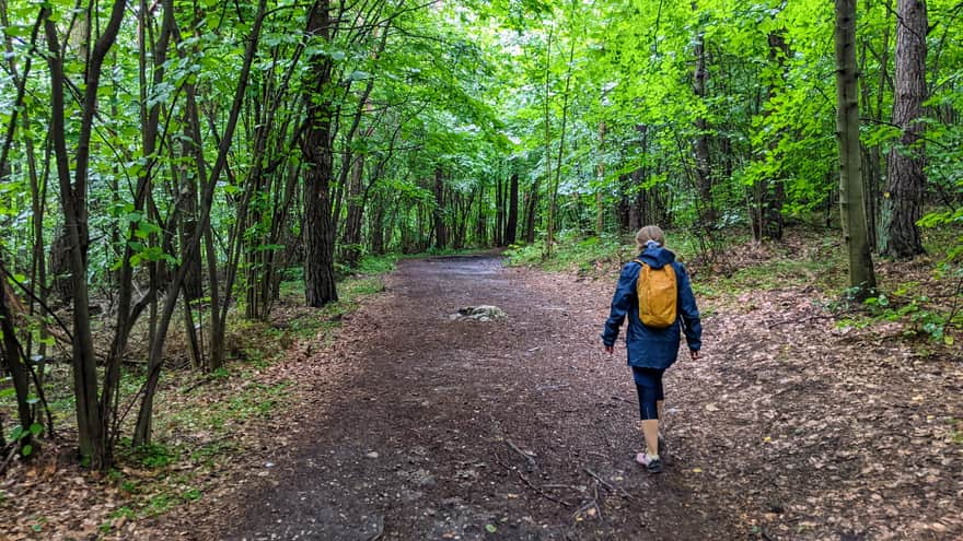 Initial forest section of the trail