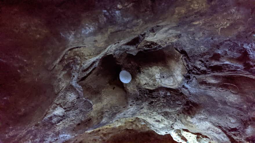Sitarz jaskiniowy i jego kokon