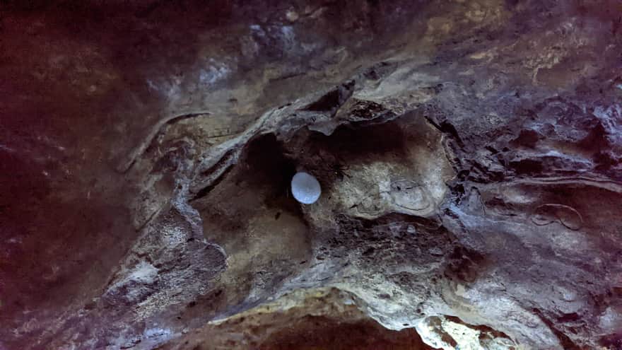 Cave Orb-weaver and its cocoon