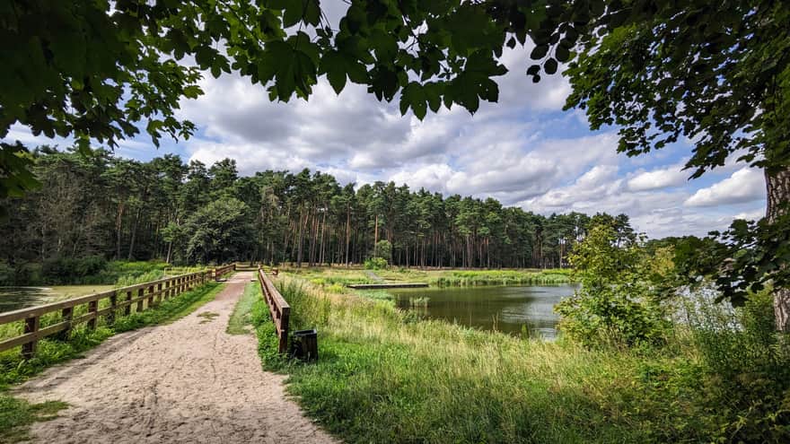 Amerykan Pond