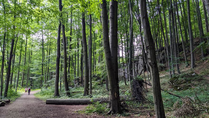 Paths - Parkowe Nature Reserve