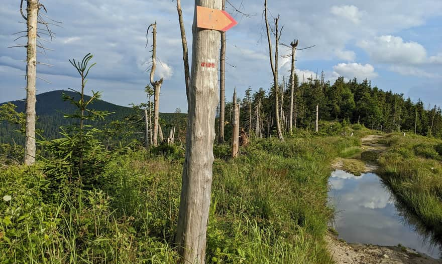 Red trail from Przehyba to Radziejowa