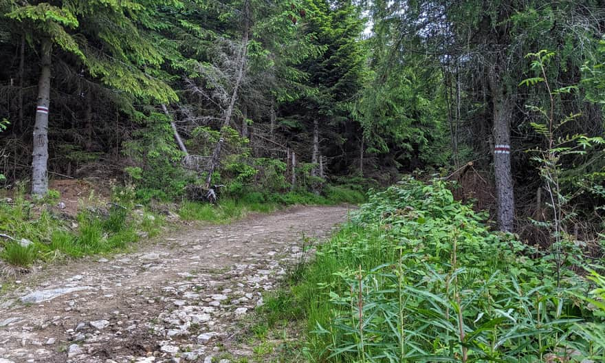 Red trail from Przehyba to Radziejowa - approach to the summit