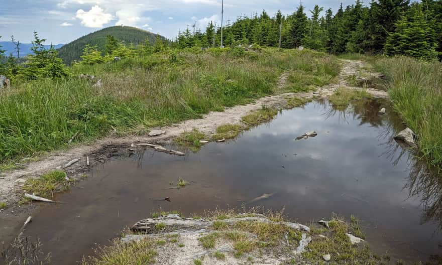 Red trail from Przehyba to Radziejowa - Bukowinki area