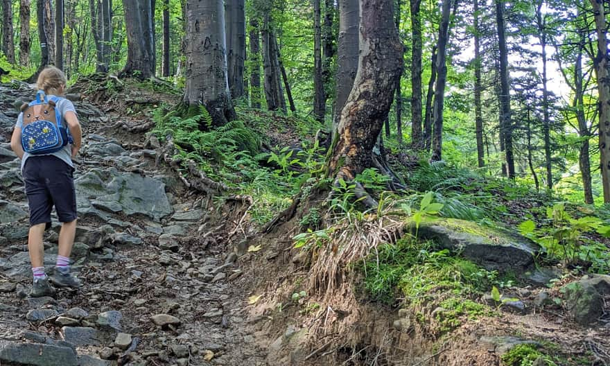 Niebieski szlak z Rytra na Przehybę - podejście na Wietrzne Dziury