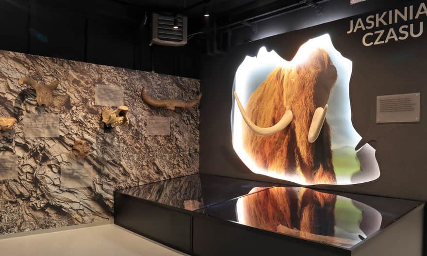 Muzeum Przyrodnicze BdPN, fot. Ewa Bujalska