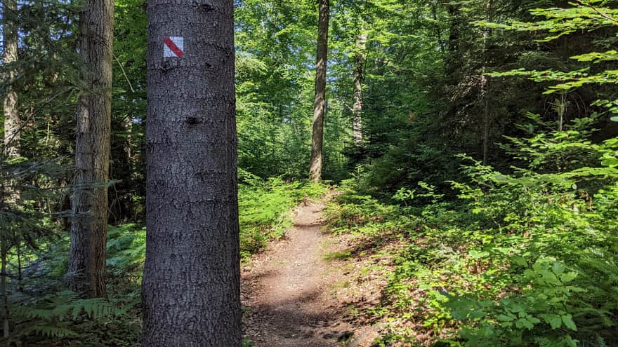 Trail Marking