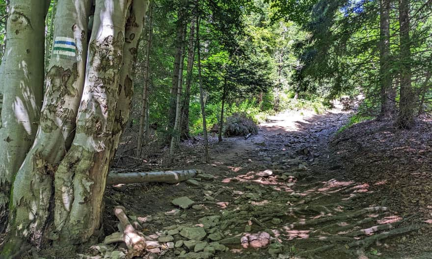 Blue and green trail to Lubań