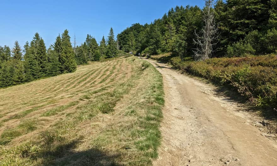 Jaworzyny Ochotnickie clearing. Yellow trail Kluszkowce - Lubań. 