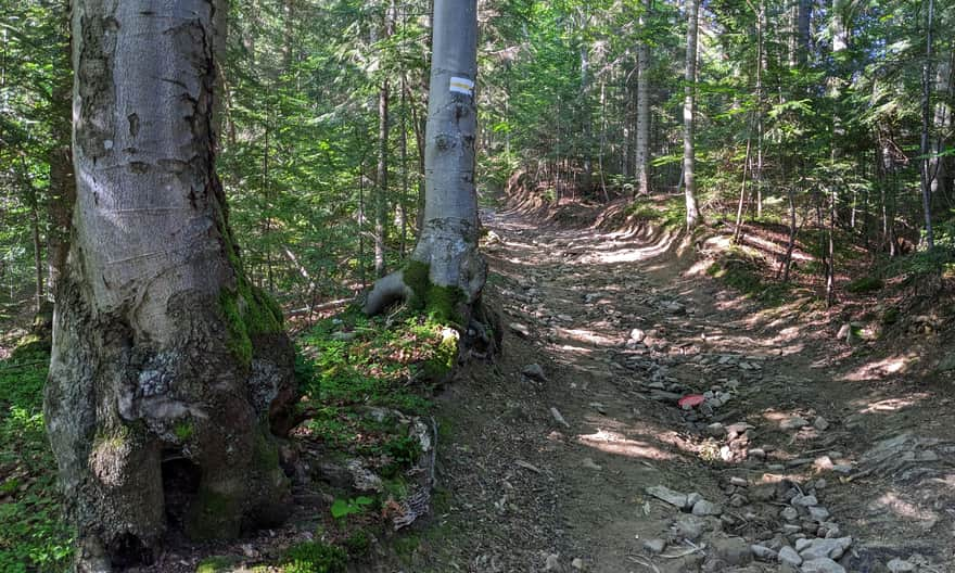 Yellow trail Kluszkowce - Lubań