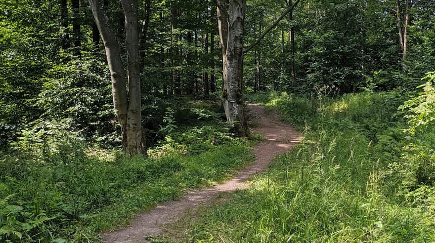 Green trail Wysowa Zdrój - Cigelka Pass