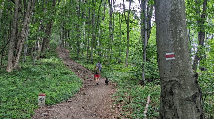 Red trail to Lackowa: ridge between Cegiełka and Ostry Wierch