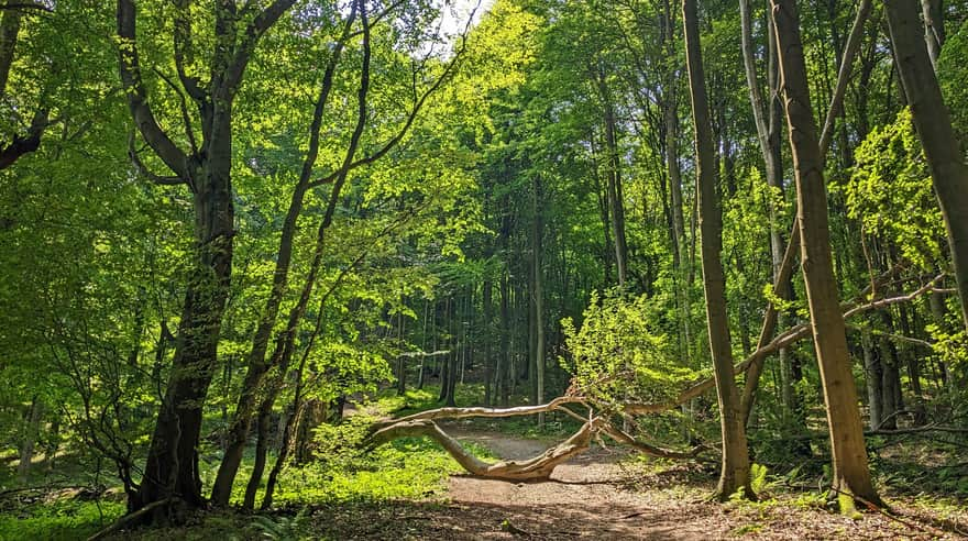 Red trail to Lackowa - near Pułaski Pass