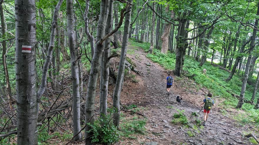 Red trail along the ridge of Lackowa