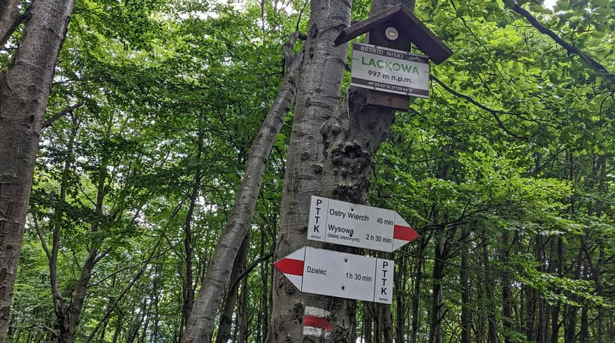 The highest Polish peak of the Low Beskids: Lackowa, 997 m above sea level