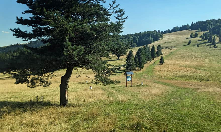 Z Przełęczy Rodziela na Wysoką - niebieski szlak