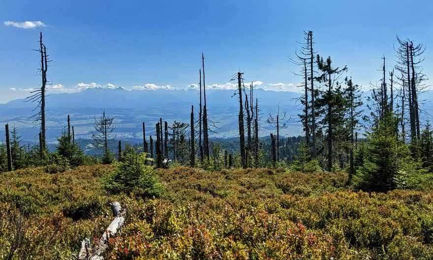 View of the Tatra Mountains from the summit of Turbacz