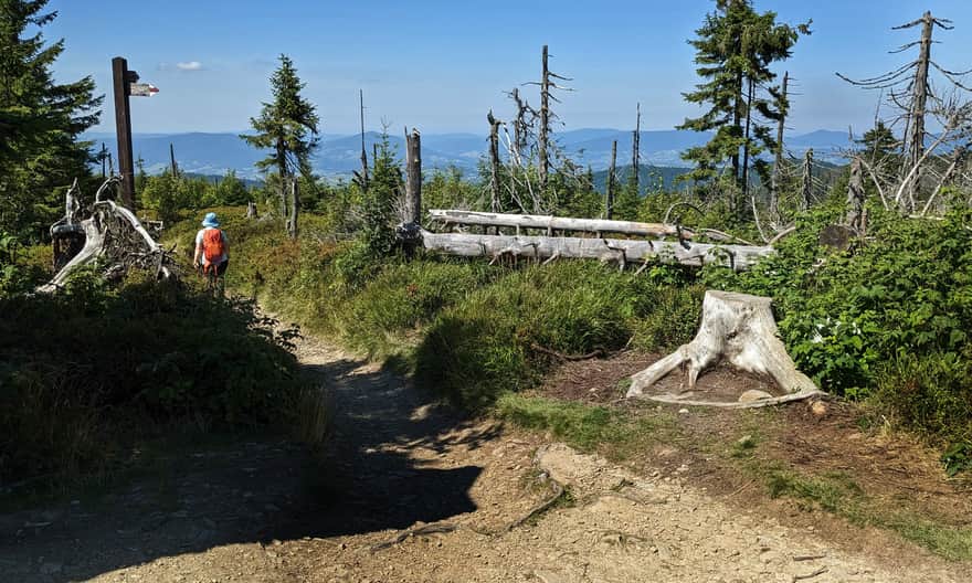 Widok na Beskid Wyspowy z czerwonego szlaku na Turbacz