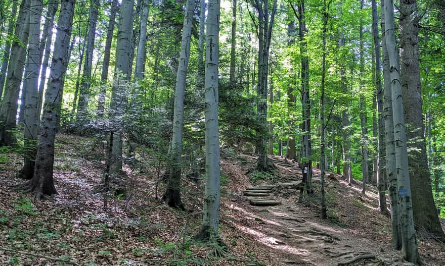 Blue Trail from Koninki to Turbacz